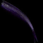 NLBN 8