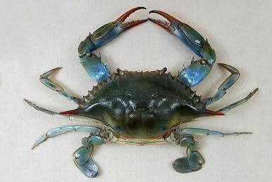Whole blue crab, 2 pack