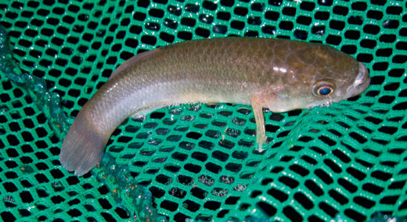 Bull Minnows, live