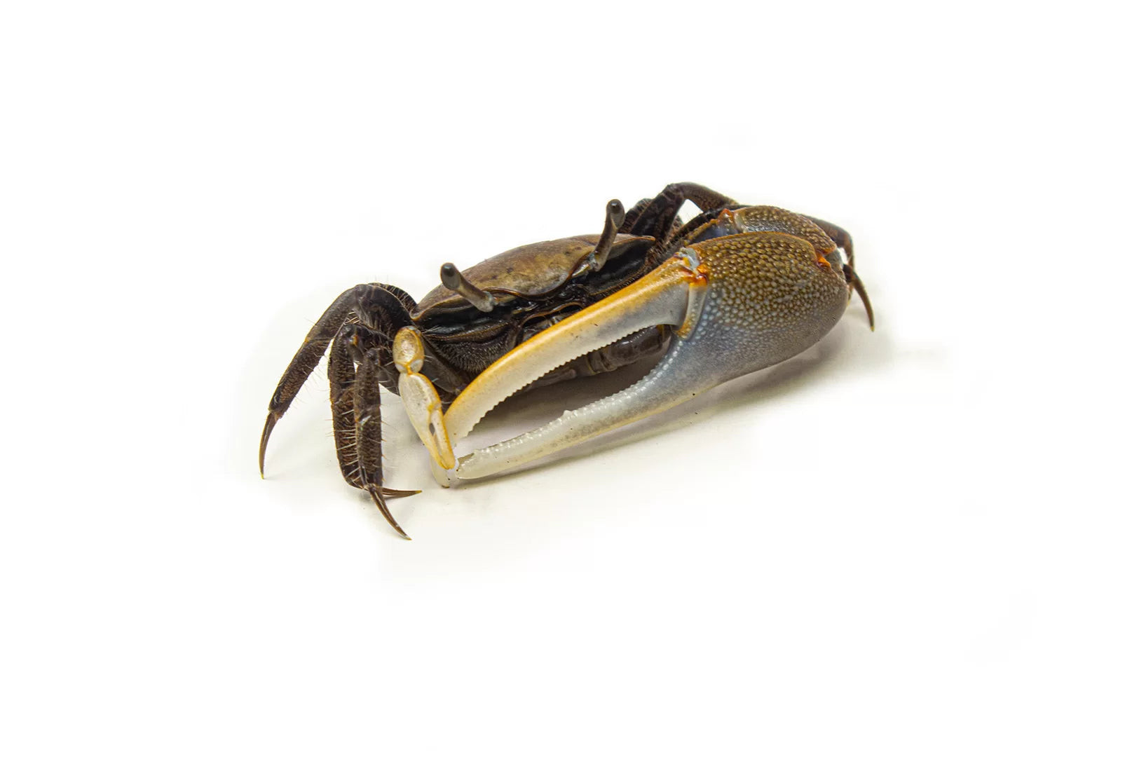 Fiddler Crabs
