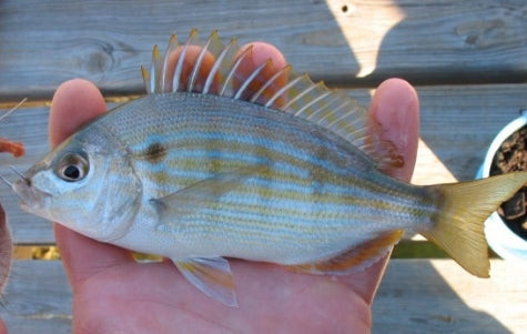Pinfish, Live