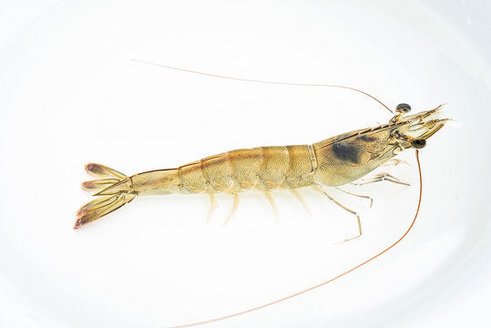 Shrimp, Live