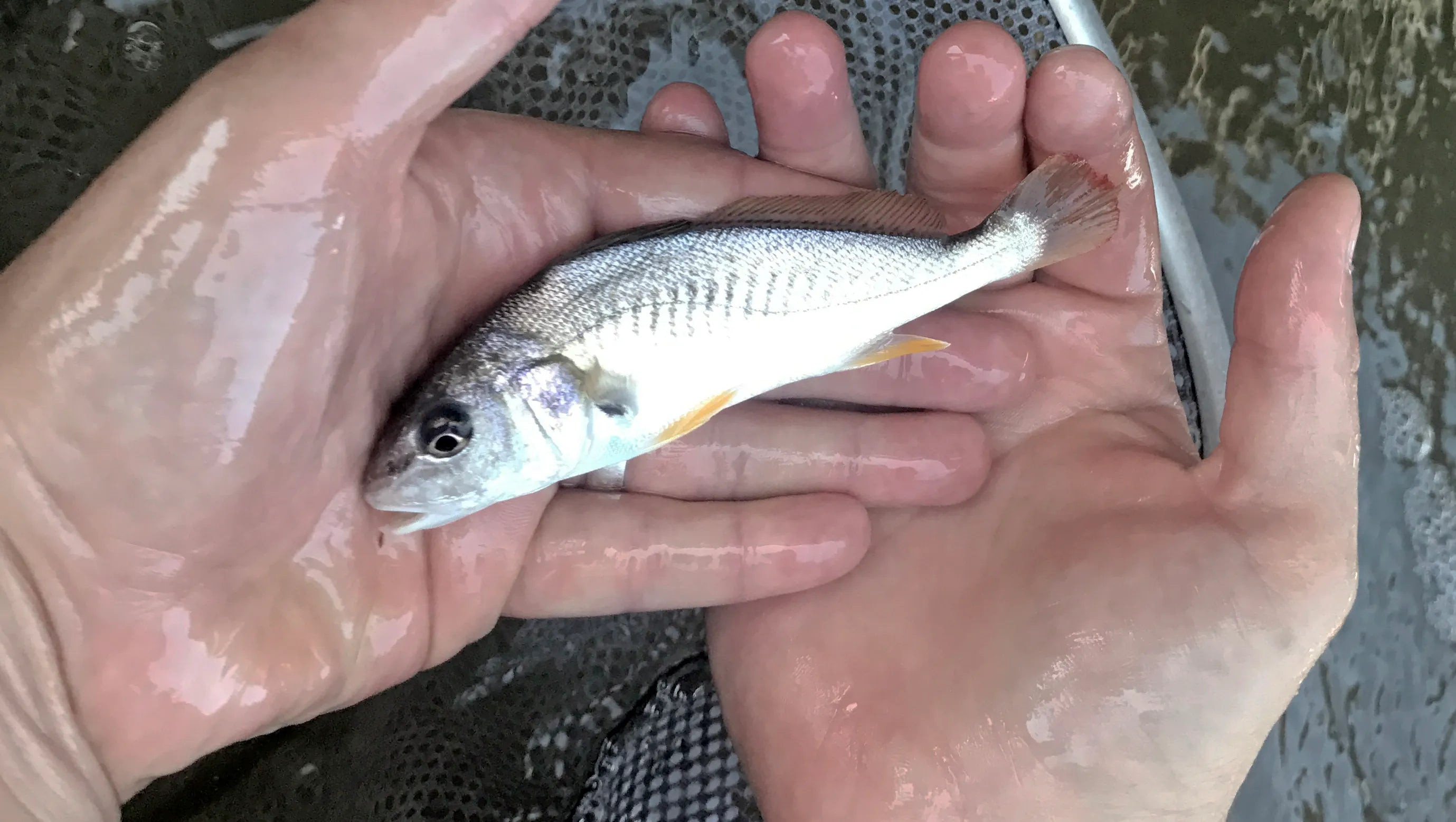 Croaker, live