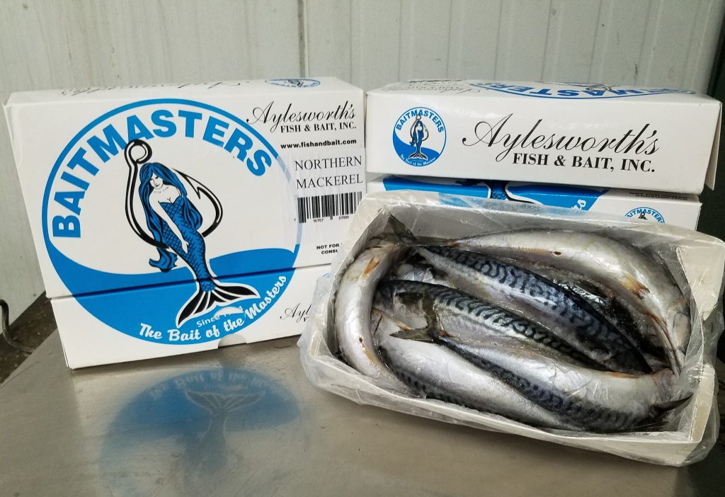 Northern Mackerel